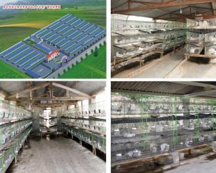 宝鸡獭兔养殖 农副产品的潜力产业